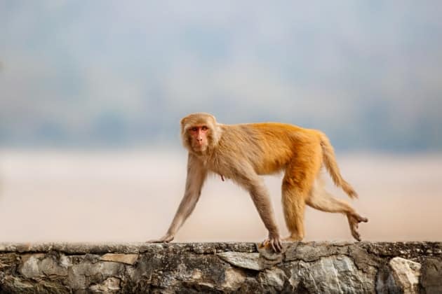 riscerca rischio azzardo con scimmia macaco
